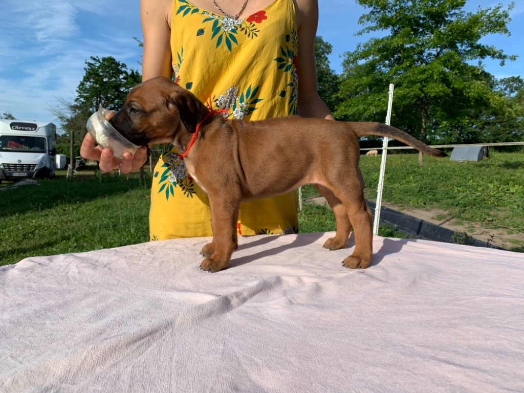 De Messipierre - Chiots disponibles - Rhodesian Ridgeback